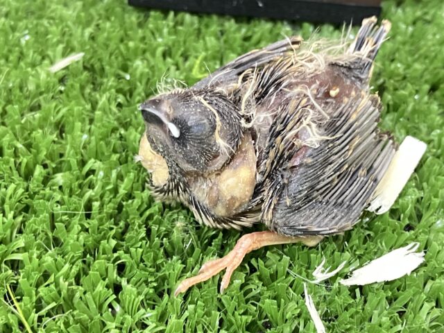 錦花鳥（キンカチョウ）