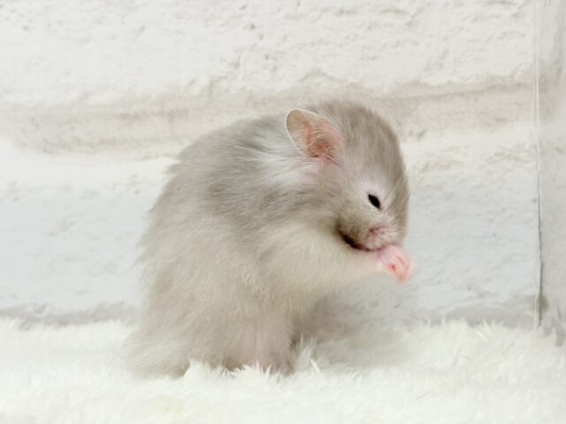 ゴールデンハムスター