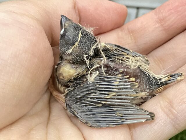 錦花鳥（キンカチョウ）