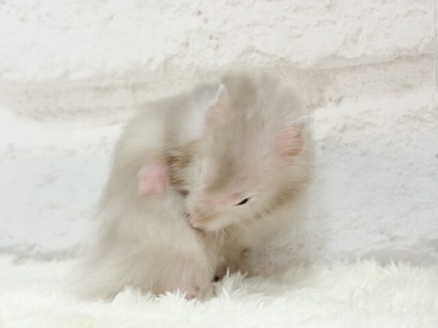 ゴールデンハムスター