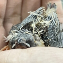 羽がハープ?!奏でちゃ…( ˘꒳˘  )ｽﾔﾋﾟ…💭💭錦花鳥(2025年10月生まれ)