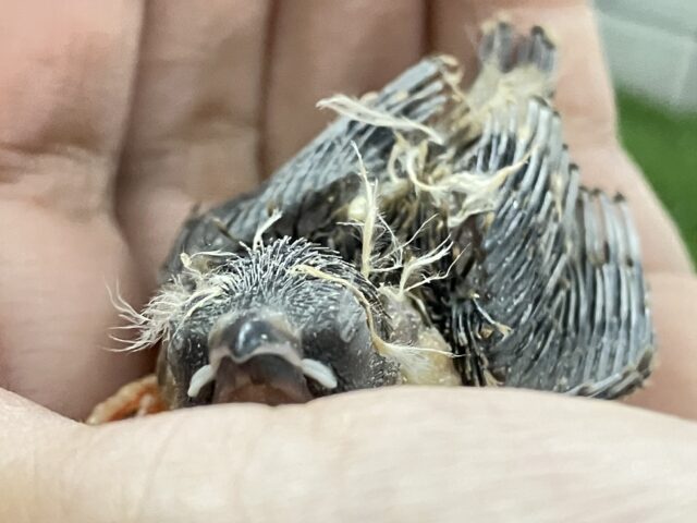 羽がハープ?!奏でちゃ…( ˘꒳˘ )ｽﾔﾋﾟ…💭💭錦花鳥(2025年10月生まれ)