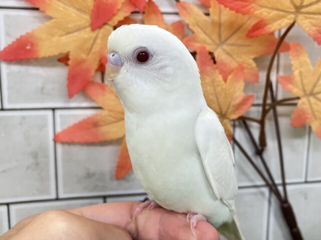 【最新画像更新☆☆】白いボディに熟れた果実のようなきれいなルビーアイ！！　セキセイインコ