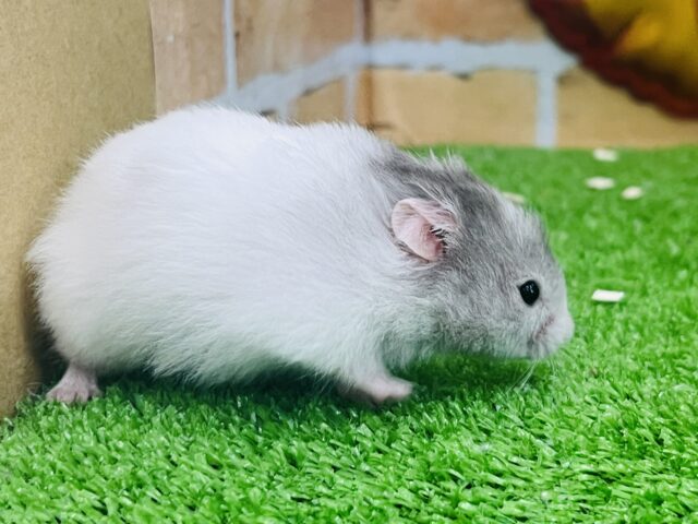 ゴールデンハムスター