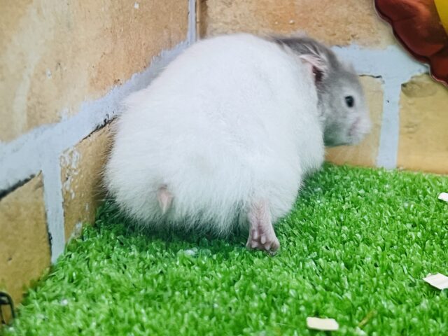 ゴールデンハムスター