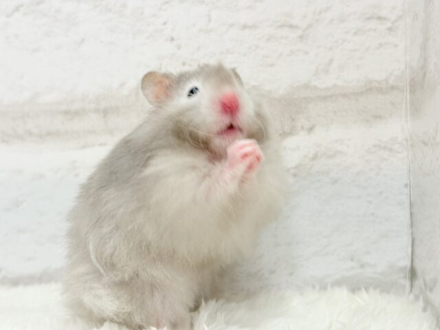 ゴールデンハムスター