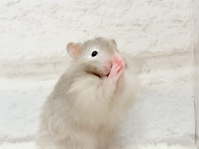 ゴールデンハムスター