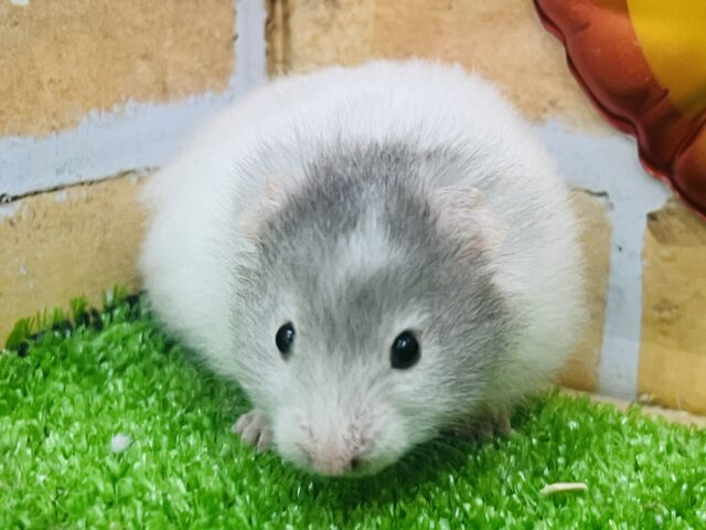 ゴールデンハムスター