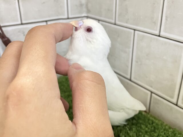 【最新画像更新☆☆】白いボディに熟れた果実のようなきれいなルビーアイ!! セキセイインコ セキセイインコ