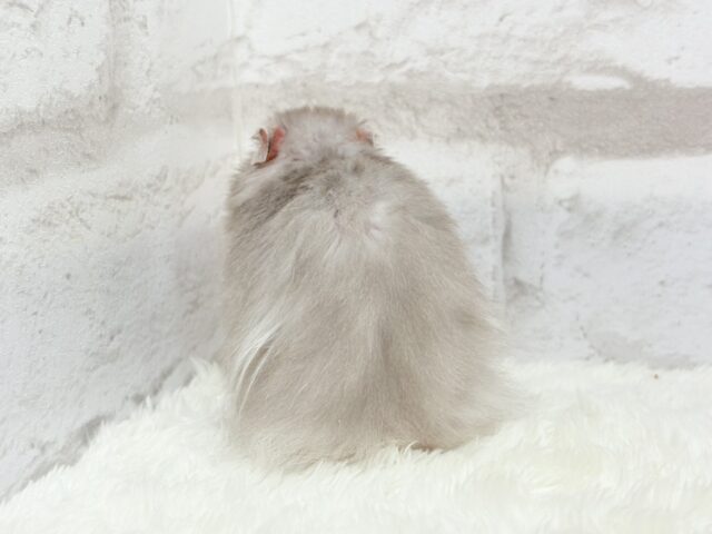 ゴールデンハムスター