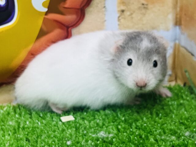 寝る子は育つ♡💤セーブルハムスターの男の子🐹