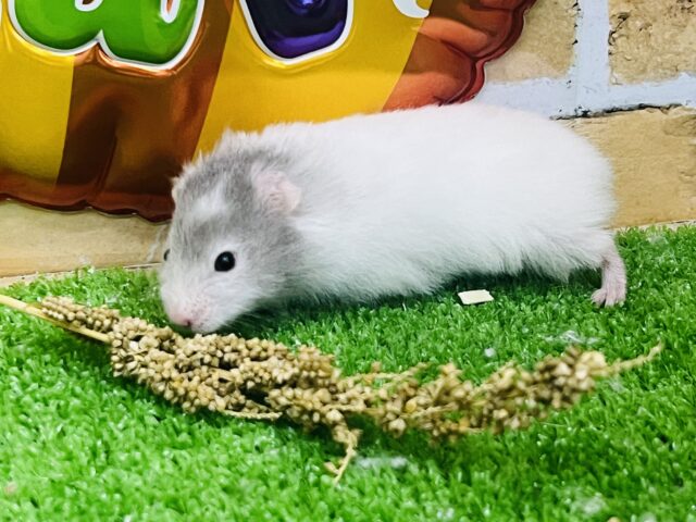 ゴールデンハムスター