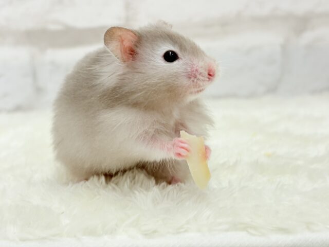 ゴールデンハムスター