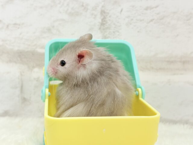 ゴールデンハムスター