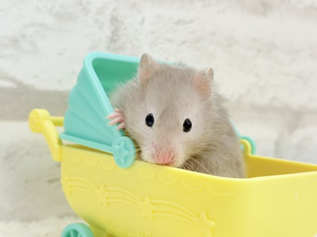 ゴールデンハムスター