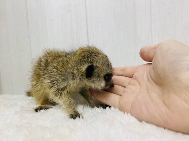 ミーアキャット