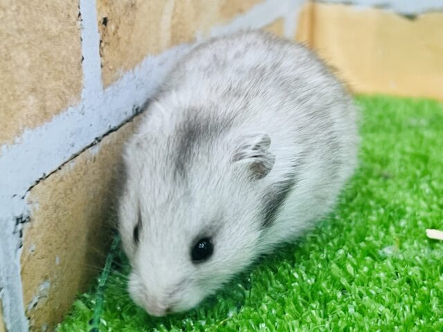 ゴールデンハムスター