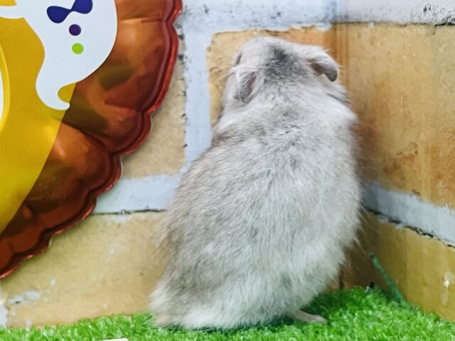 ゴールデンハムスター