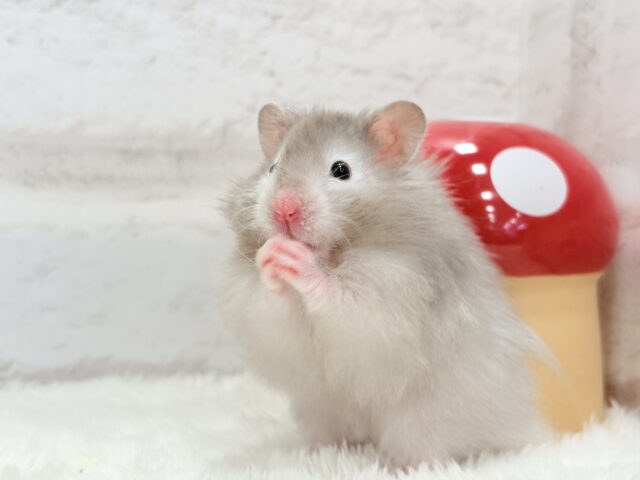 ゴールデンハムスター
