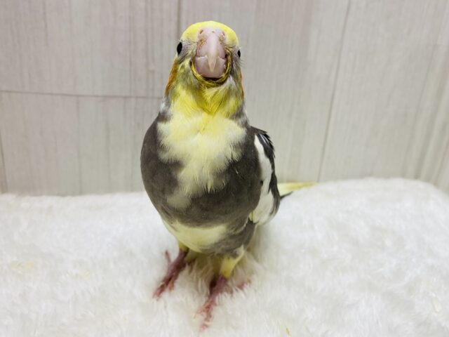 オカメインコ