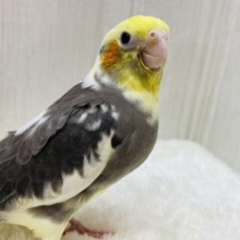 黒多めでカッコいいんです😎✨オカメインコのパイドカラー❗️