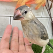 ✨最新画像✨おちりの扇子でどこまでも〜🪽✧*｡　桜文鳥