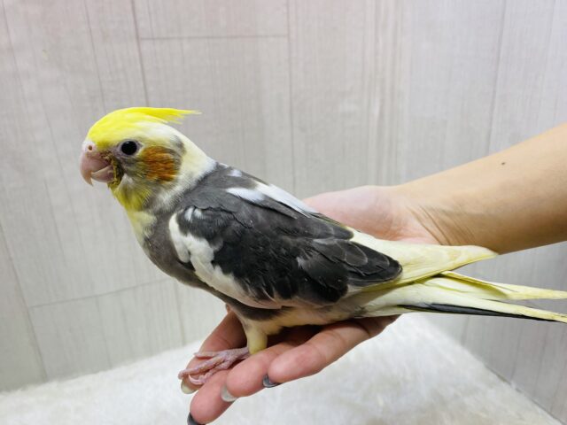 オカメインコ