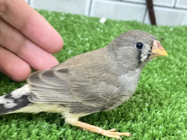 錦花鳥（キンカチョウ）