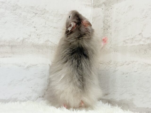 ゴールデンハムスター