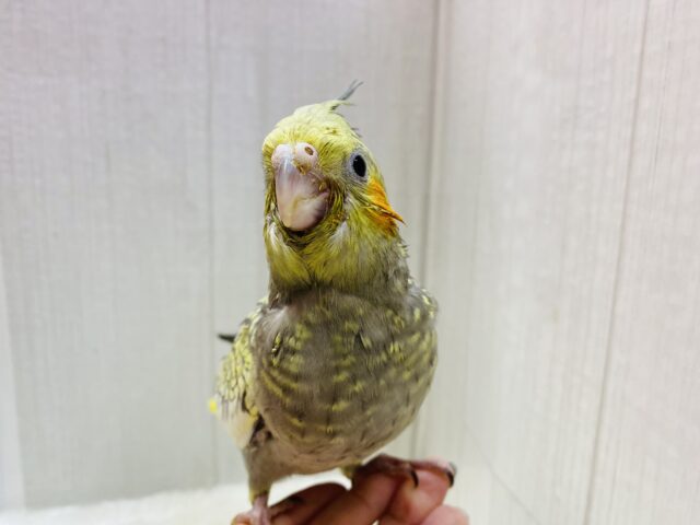 オカメインコ