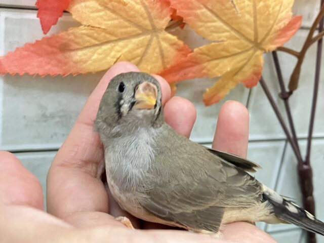 錦花鳥（キンカチョウ）