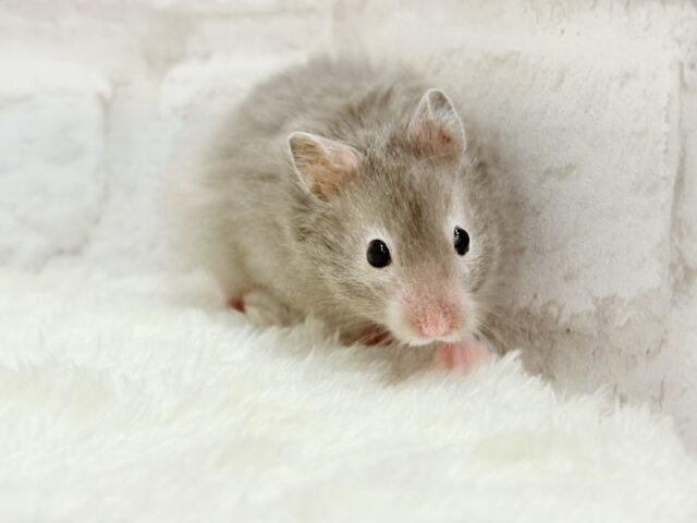 ゴールデンハムスター