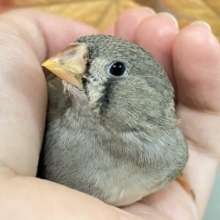 ✨最新画像✨今日もニンジンのクチだっﾍﾟｲ…🤤🤤🥕キンカチョウ(ノーマル/2025年9月生まれ)