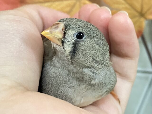 ✨最新画像✨今日もニンジンのクチだっﾍﾟｲ…🤤🤤🥕キンカチョウ(ノーマル/2025年9月生まれ)