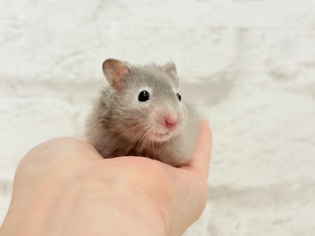 ゴールデンハムスター