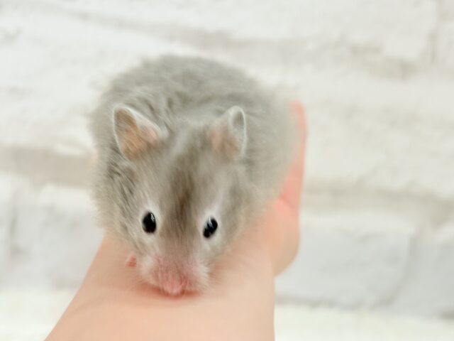 ゴールデンハムスター