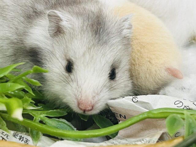 ゴールデンハムスター