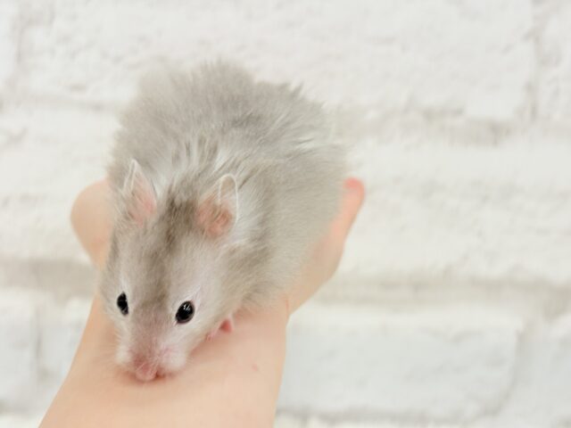 ゴールデンハムスター