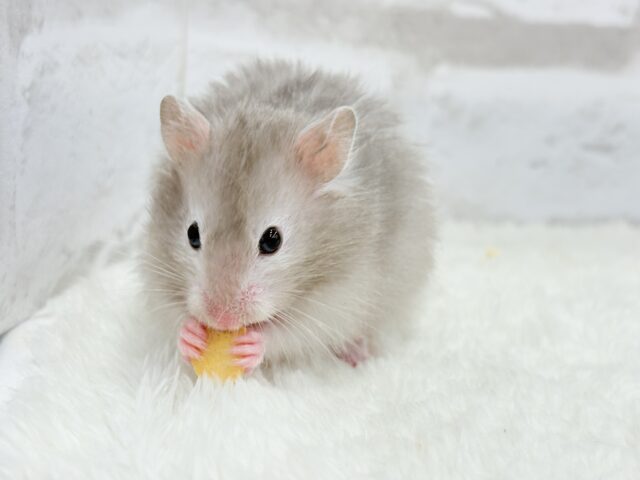 ゴールデンハムスター