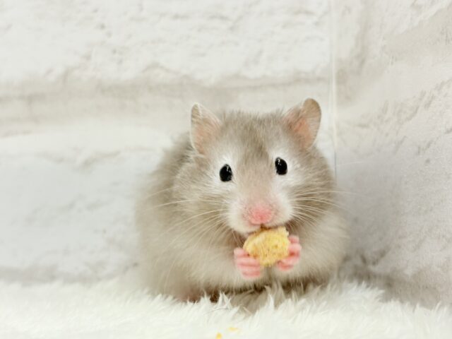 ゴールデンハムスター