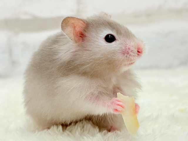 元気いっぱい‪☆食欲旺盛‪☆セーブルハムスター(男の子)
