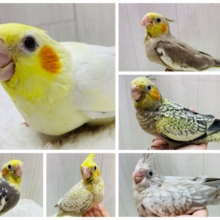 色とり🐤どり〜✨個性豊かなオカメインコフェア開催中‼️