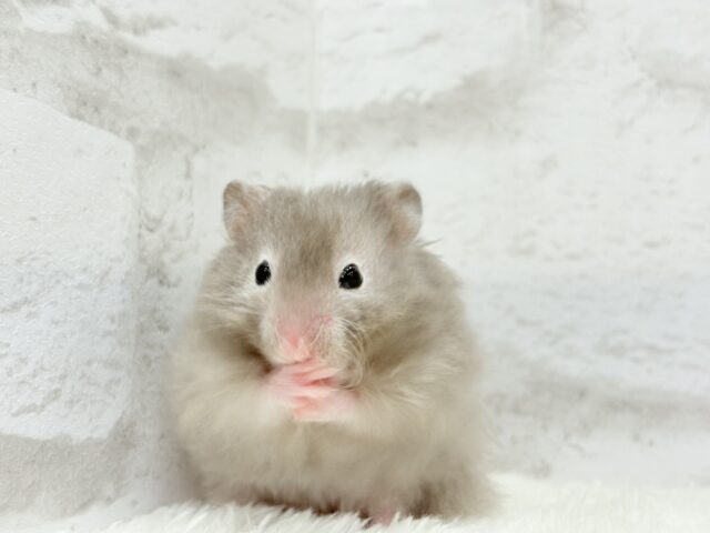 ゴールデンハムスター