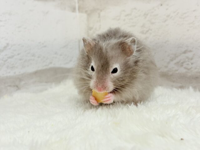 ゴールデンハムスター