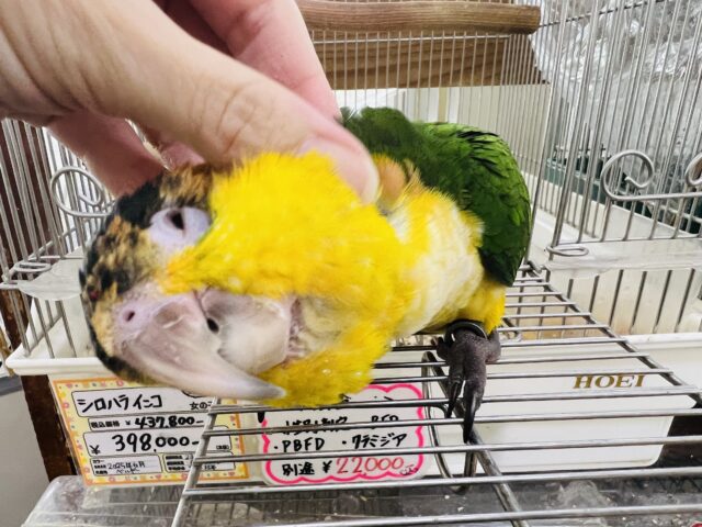 シロハラインコ