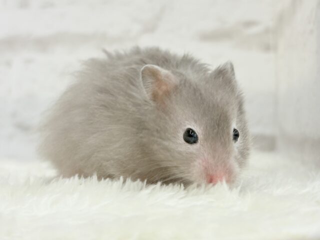 ゴールデンハムスター