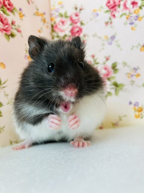 ゴールデンハムスター