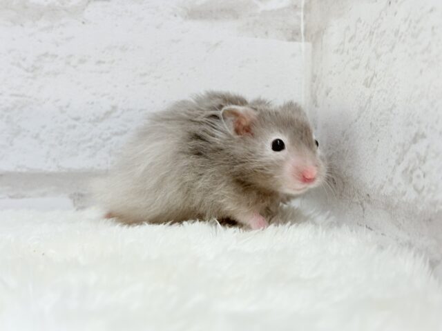 ゴールデンハムスター