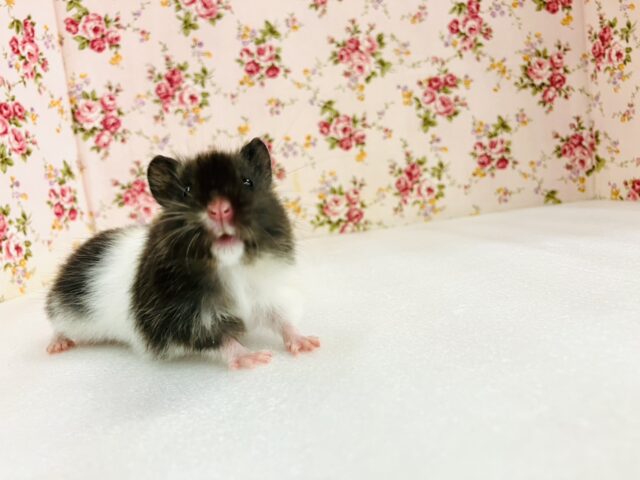 ゴールデンハムスター