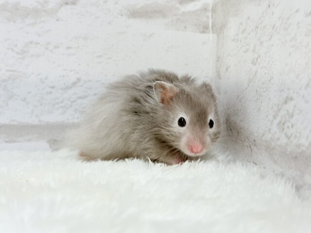 ゴールデンハムスター